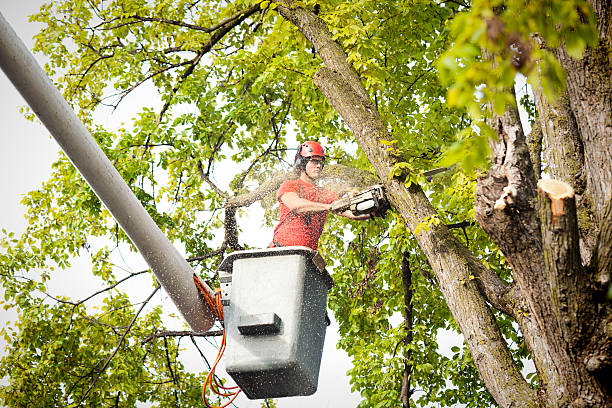 Best Seasonal Cleanup (Spring/Fall)  in East Merrimack, NH